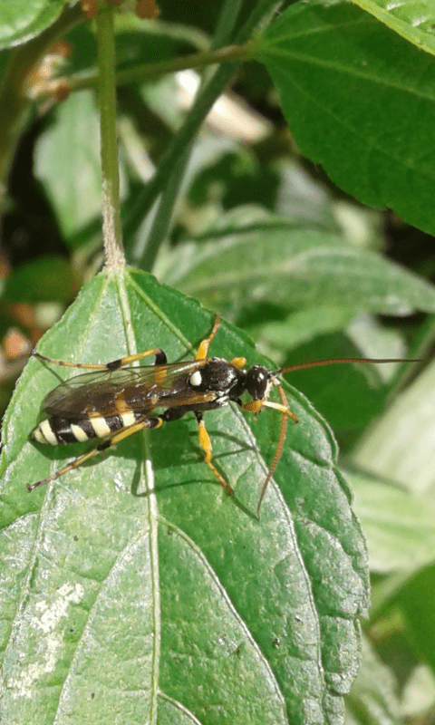 Ichneumonidae : Amblyteles armatorius?